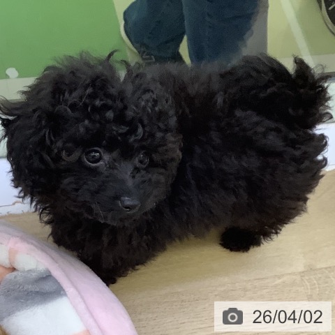 山梨県のトイプードル(トイ) (ペットプラス 甲府昭和店/2026年1月10日生まれ/男の子/ブラック)の子犬の3枚目の画像