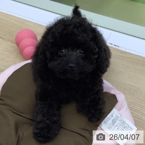 山梨県のトイプードル(トイ) (ペットプラス 甲府昭和店/2026年1月10日生まれ/男の子/ブラック)の子犬の3枚目の画像