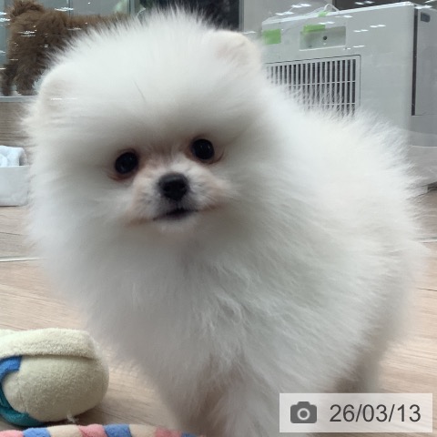 埼玉県のポメラニアン (ペットプラス 川口店/2026年1月12日生まれ/女の子/ホワイトクリーム)の子犬の4枚目の画像