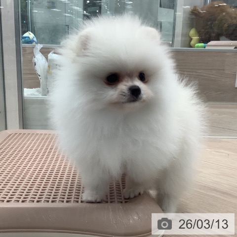 埼玉県のポメラニアン (ペットプラス 川口店/2026年1月12日生まれ/女の子/ホワイトクリーム)の子犬の3枚目の画像