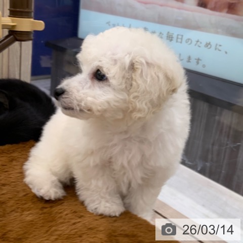 トイ・プードルの写真