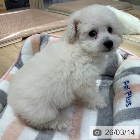 トイ・プードルの写真