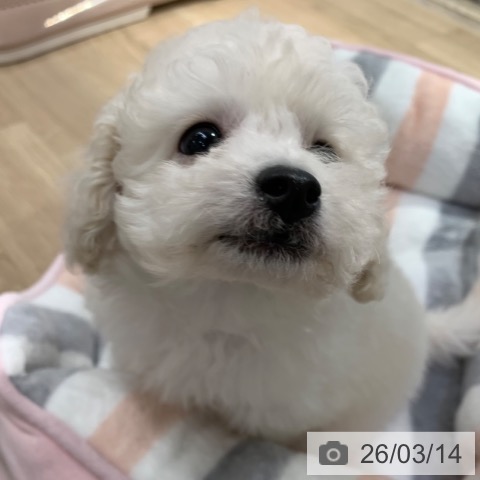 トイ・プードルの写真