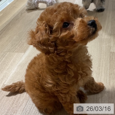 トイ・プードルの写真