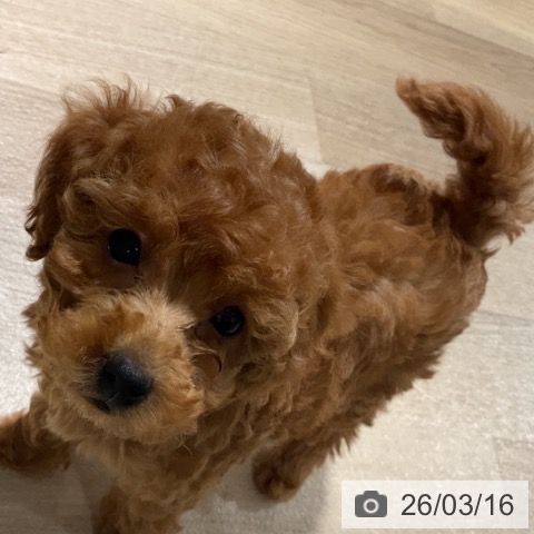 トイ・プードルの写真