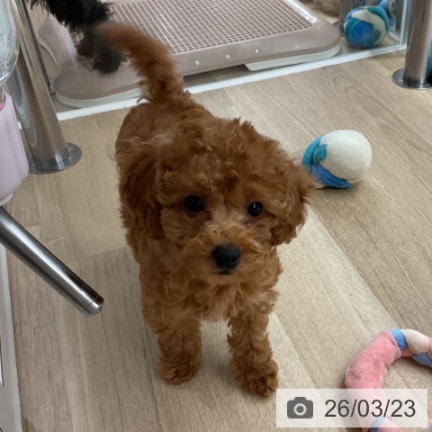 神奈川県のトイプードル(トイ) (ペットプラス 湘南平塚店/2026年1月11日生まれ/女の子/レッド)の子犬の3枚目の画像