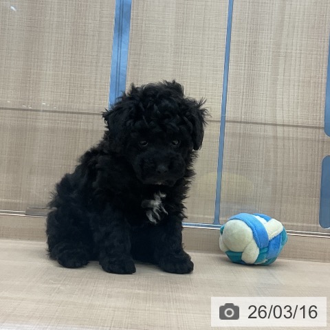 埼玉県のトイプードル(トイ) (ペッツワン 浦和美園店/2026年1月11日生まれ/男の子/ブラック)の子犬の4枚目の画像