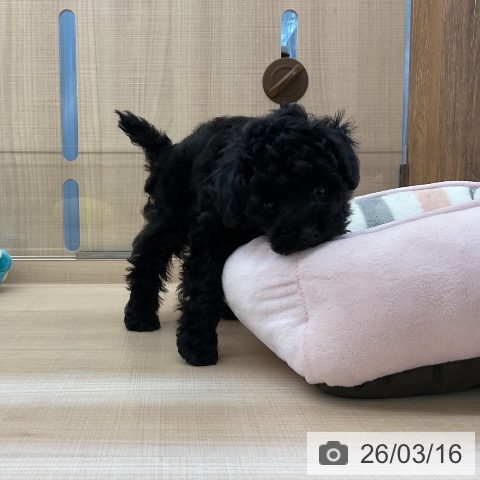 埼玉県のトイプードル(トイ) (ペッツワン 浦和美園店/2026年1月11日生まれ/男の子/ブラック)の子犬の3枚目の画像
