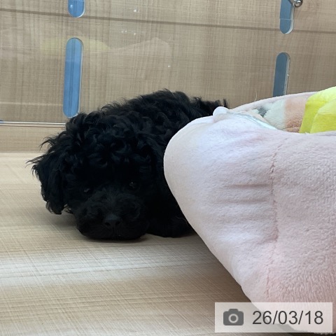 埼玉県のトイプードル(トイ) (ペッツワン 浦和美園店/2026年1月11日生まれ/男の子/ブラック)の子犬の4枚目の画像