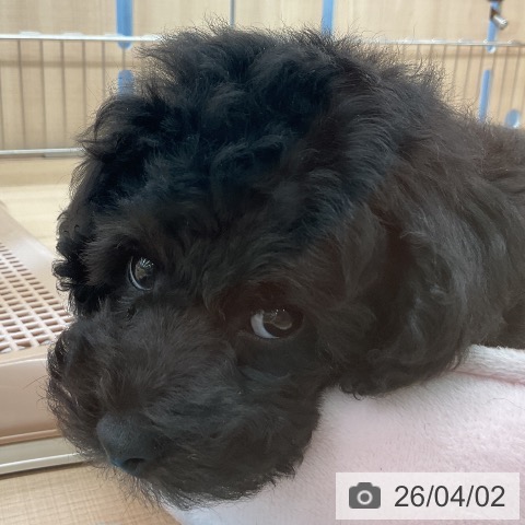 埼玉県のトイプードル(トイ) (ペッツワン 浦和美園店/2026年1月11日生まれ/男の子/ブラック)の子犬の3枚目の画像