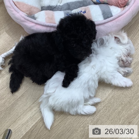 東京都のトイプードル(トイ) (ペットプラス 日の出店/2026年1月11日生まれ/女の子/ブラック)の子犬の4枚目の画像