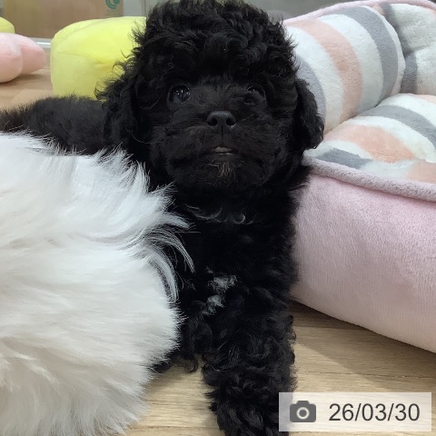 東京都のトイプードル(トイ) (ペットプラス 日の出店/2026年1月11日生まれ/女の子/ブラック)の子犬の3枚目の画像