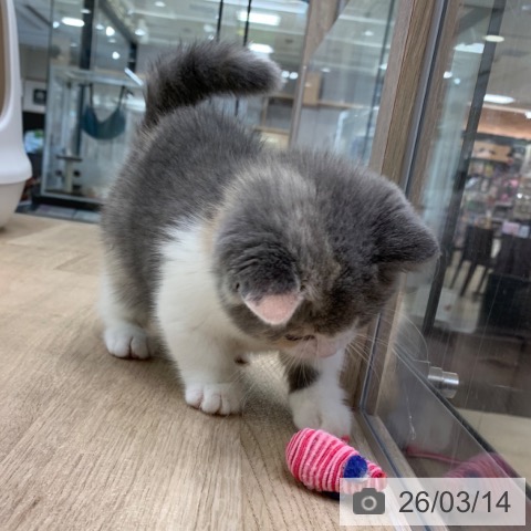 マンチカンの写真