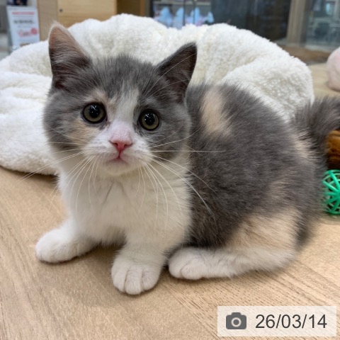 マンチカンの写真