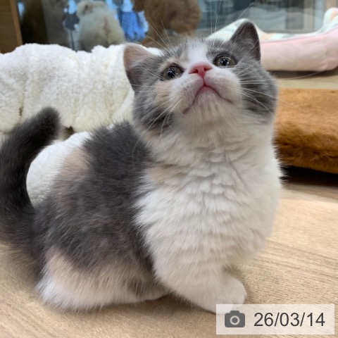 東京都のマンチカン (ペットプラス アクアシティお台場店/2025年12月31日生まれ/女の子/ダイリュートキャリコ)の子猫の3枚目の画像