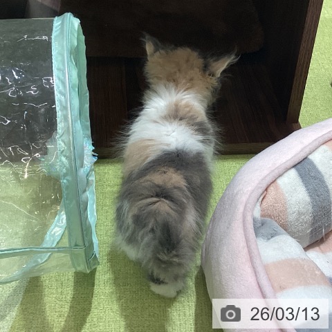 ミヌエットの写真