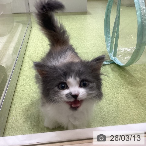 ミヌエットの写真