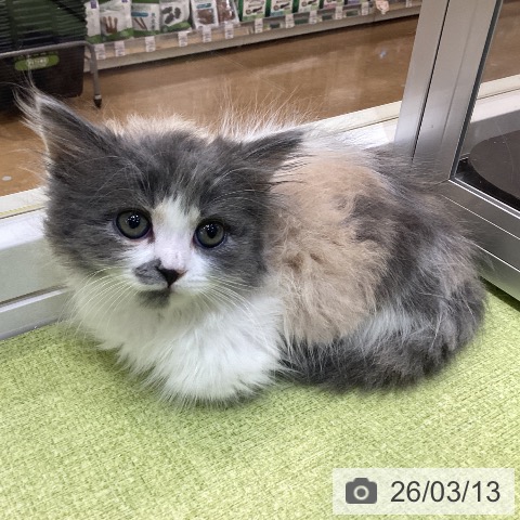 ミヌエットの写真