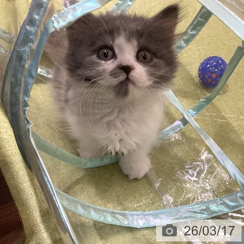 埼玉県のミヌエット (ペットプラス 羽生店/2026年1月8日生まれ/女の子/ダイリュートキャリコ)の子猫の4枚目の画像