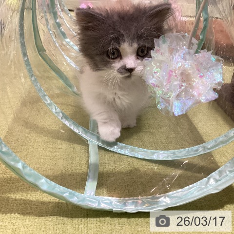 埼玉県のミヌエット (ペットプラス 羽生店/2026年1月8日生まれ/女の子/ダイリュートキャリコ)の子猫の3枚目の画像