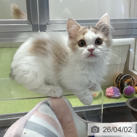 埼玉県のマンチカン (ペットプラス 羽生店/2026年1月10日生まれ/女の子/ダイリュートキャリコ)の子猫の3枚目の画像