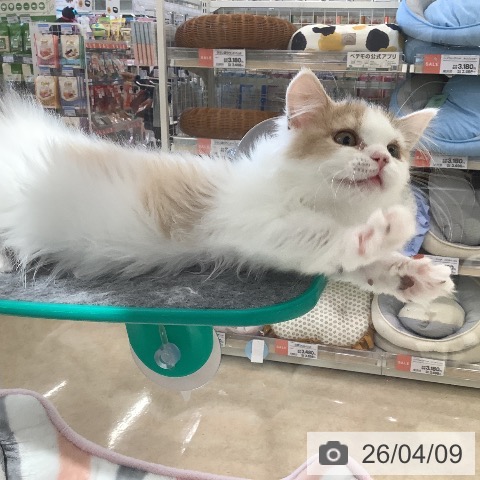 埼玉県のマンチカン (ペットプラス 羽生店/2026年1月10日生まれ/女の子/ダイリュートキャリコ)の子猫の4枚目の画像