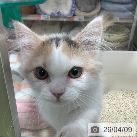 埼玉県のマンチカン (ペットプラス 羽生店/2026年1月10日生まれ/女の子/ダイリュートキャリコ)の子猫の3枚目の画像