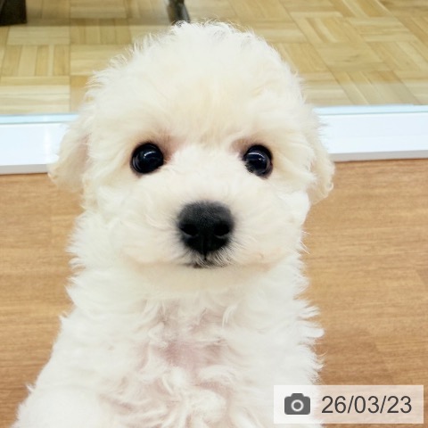 千葉県のビションフリーゼ (ペッツワン 千葉ニュータウン店/2026年1月12日生まれ/男の子/ホワイト)の子犬の3枚目の画像