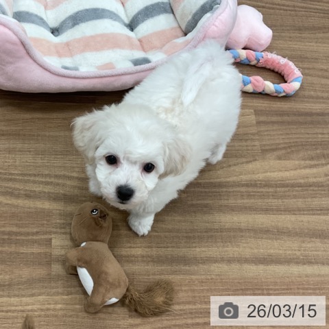 ビション・フリーゼの写真