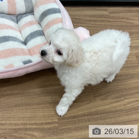 ビション・フリーゼの写真