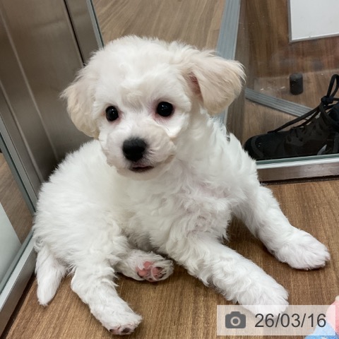 ビション・フリーゼの写真