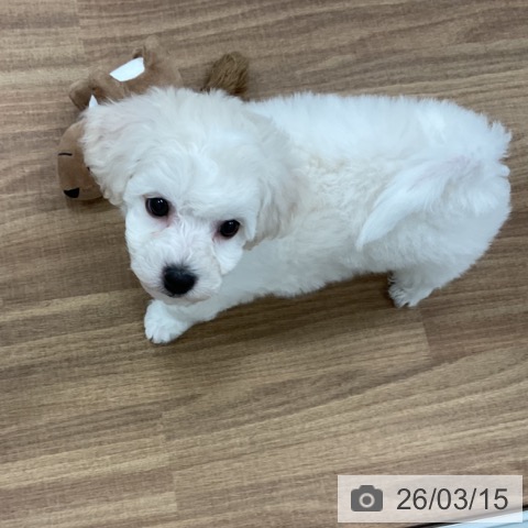 ビション・フリーゼの写真