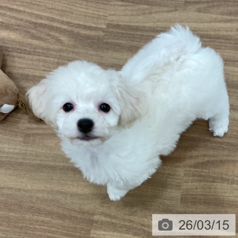 ビション・フリーゼの写真