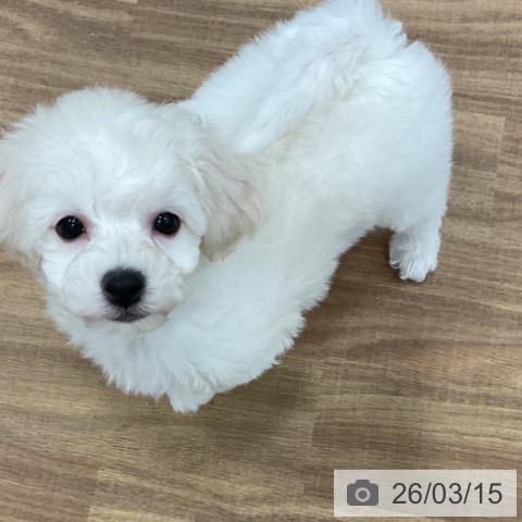 ビション・フリーゼの写真