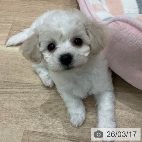 群馬県のビションフリーゼ (ペットプラス イオンモール太田店/2026年1月12日生まれ/女の子/ホワイト)の子犬の3枚目の画像