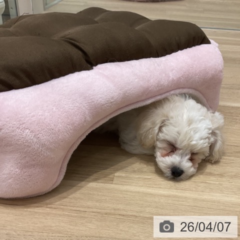 群馬県のビションフリーゼ (ペットプラス イオンモール太田店/2026年1月12日生まれ/女の子/ホワイト)の子犬の4枚目の画像