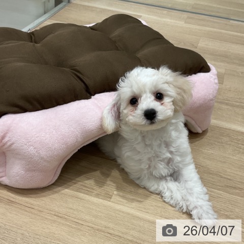 群馬県のビションフリーゼ (ペットプラス イオンモール太田店/2026年1月12日生まれ/女の子/ホワイト)の子犬の3枚目の画像