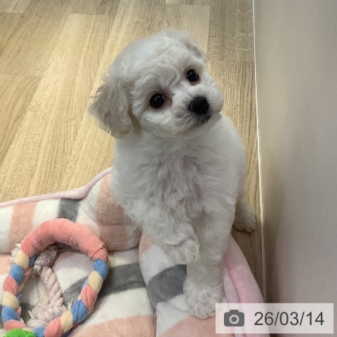 ビション・フリーゼの写真