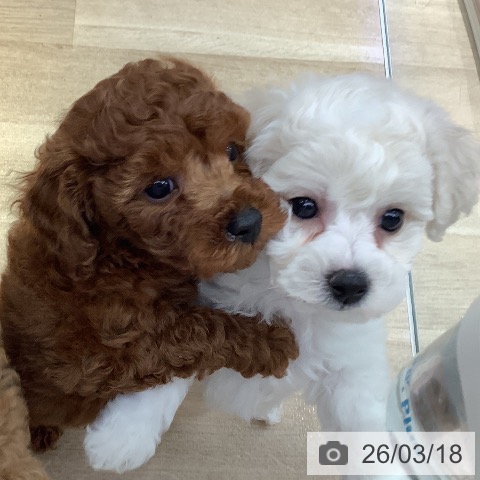 ビション・フリーゼの写真