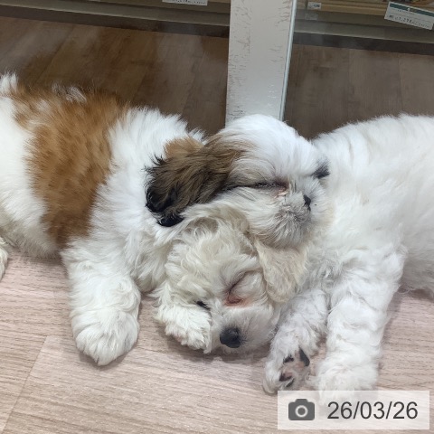 長野県のビションフリーゼ (ペットプラス 長野店/2026年1月12日生まれ/女の子/ホワイト)の子犬の4枚目の画像