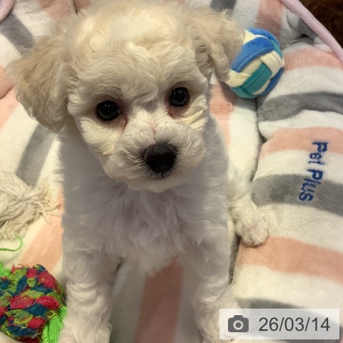 ビション・フリーゼの写真