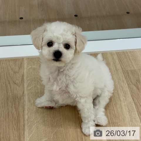 ビション・フリーゼの写真