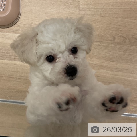 神奈川県のビションフリーゼ (ペットプラス モザイクモール港北店/2026年1月12日生まれ/女の子/ホワイト)の子犬の3枚目の画像