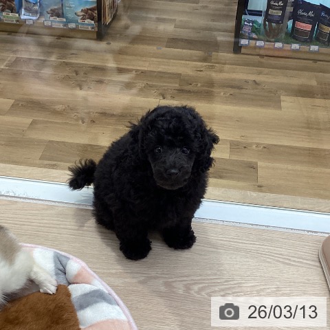 トイ・プードルの写真