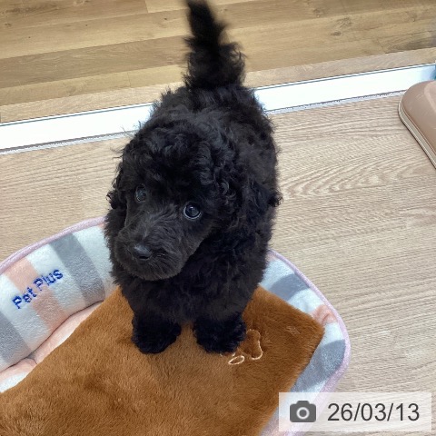 トイ・プードルの写真