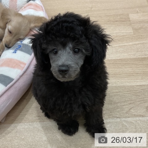 群馬県のトイプードル(トイ) (ペットプラス イオンモール太田店/2026年1月11日生まれ/男の子/グレー)の子犬の4枚目の画像