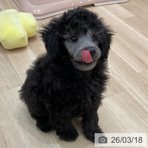 群馬県のトイプードル(トイ) (ペットプラス イオンモール太田店/2026年1月11日生まれ/男の子/グレー)の子犬の3枚目の画像