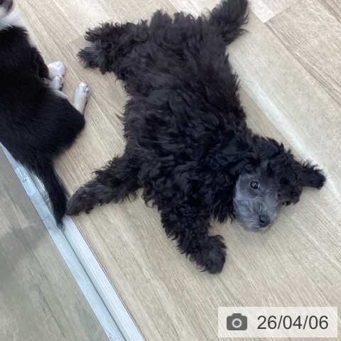 山梨県のトイプードル(トイ) (ペットプラス 甲府国母店/2026年1月11日生まれ/男の子/グレー)の子犬の4枚目の画像