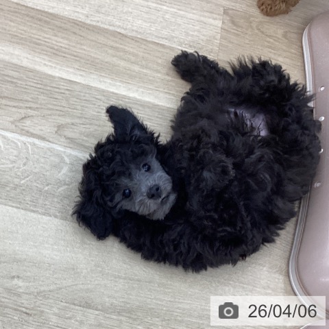 山梨県のトイプードル(トイ) (ペットプラス 甲府国母店/2026年1月11日生まれ/男の子/グレー)の子犬の3枚目の画像