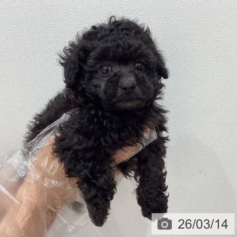 トイ・プードルの写真